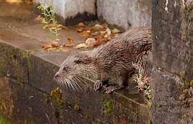 Otter on the Caledonian Canal James Fairbairns