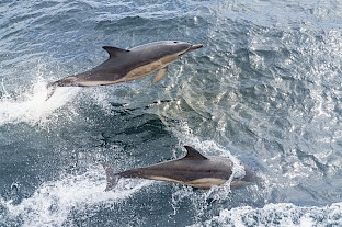 common_dolphins_-_900.jpg