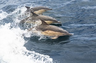 common_dolphins_-_9o0_may_13.jpg