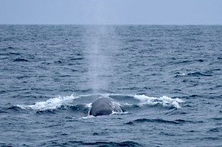 fin_whale_cropped_900.jpg