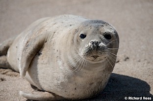 elizabeth_g_2018_seal_close_up_900.jpg