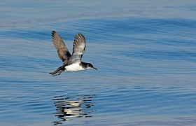 Perfsect fishing weather for the Manx Shearwater