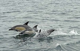 Common Dolphins alongside the boat