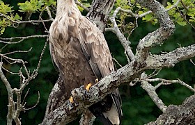 White tailed eagle seen on most Skye cruises