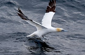 Gannets seen on our Skye Cruises