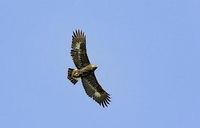 Golden Eagle spotted on our Skye Cruises