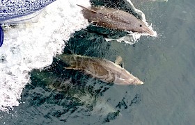Dolphins on our Skye and Small Isles cruise
