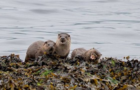 Otters spotted on our Skye cruises