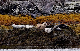 Seals on our Skye and Small Isles Cruise