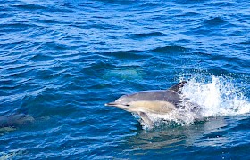 Dolphins on our September Small Isles Cruise