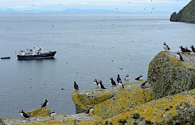 Puffins in the bay of the Shiant Islands
