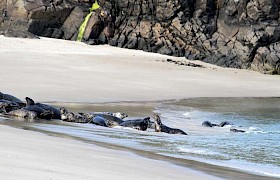 The Grey seal colony on Mingulay Beach