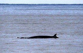 A Minke whale off Mingulay
