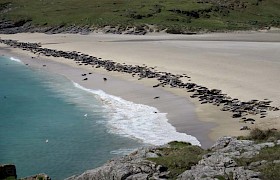 The grey seal colony ashore on Mingulay Bay