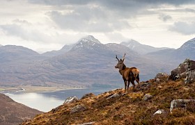 Red deer stags are spotted on our autumn cruises