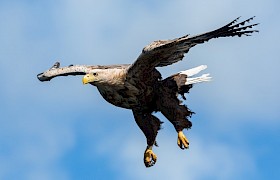 white-tailed eagles are seen on every cruise of the Hebrides