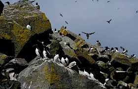 Puffin magic on a cruise to the Shiant Isles