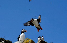Wonderful puffin colonies at the Shiant Isles