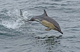 Common Dolphin jumping beside the Elizabeth G