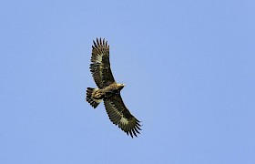 Golden Eagle, Canna Small Isles Nigel Spencer