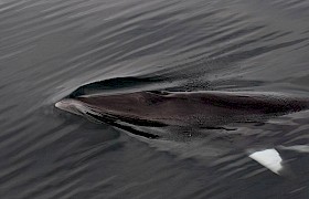 Minke whale Wildlife Guide Lynsey Bland off Rum