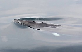 Minke whale Sam Udale - Smith