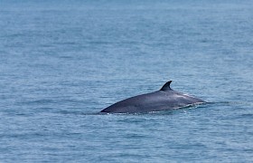 minke whale Nigel Spencer