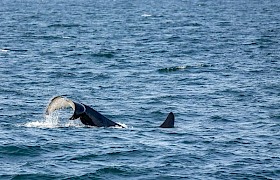 Orca - Wildlife Guide Nigel Spencer near Canna