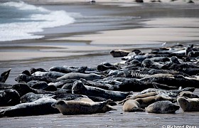 Seals on Mingulay guest Robert Rees