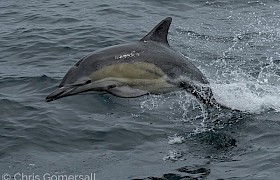 Common dolphin photo Chris Gomersall