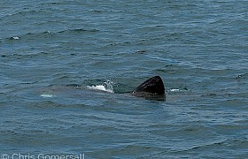Basking shark Chris Gomersall