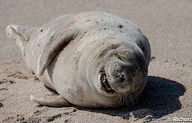 chuckling seal on Mingulay