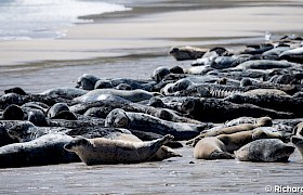 seals hauled out on Mingulay Bay