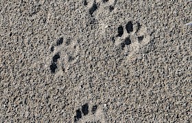 Otter footprints on Sandray