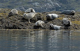 Seals at Loch Scavaig, Isle of Skye