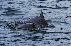 bottlenose dolphins Scottish cruise
