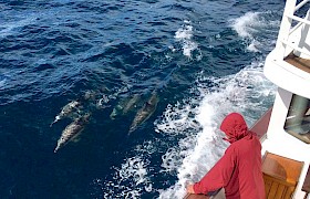 Common dolphins bow riding