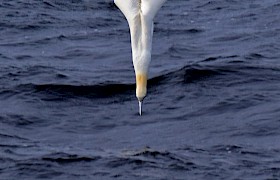 Gannet diving