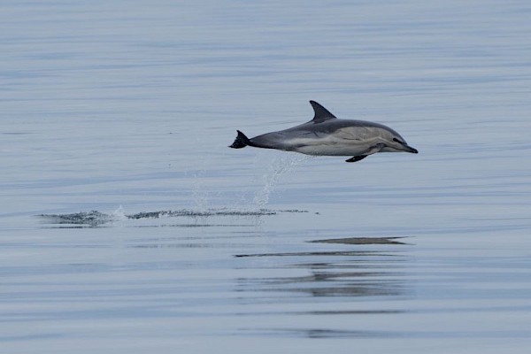 dolphin_1_900.jpg