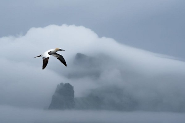 gannet_and_st_kilda_900.jpg