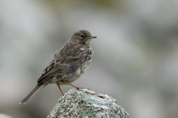 rock_pipit_900.jpg