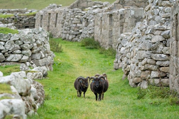 soay_sheep_on_st_kilda_900.jpg