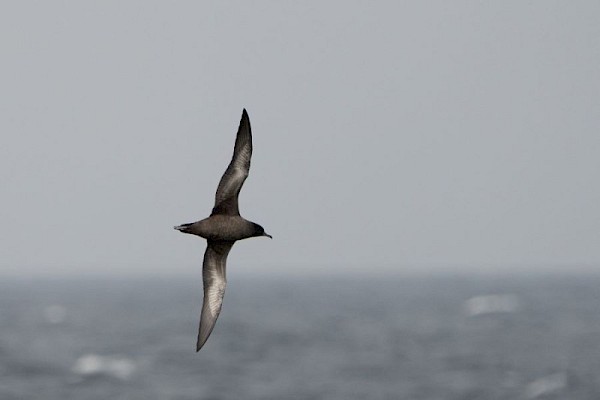 sooty_shearwater_2_900.jpg