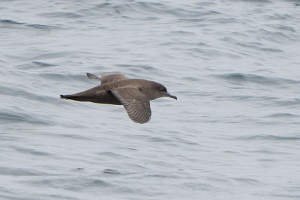 sooty_shearwater_900.jpg