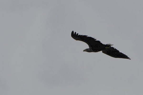 white_tailed_eagle_900.jpg