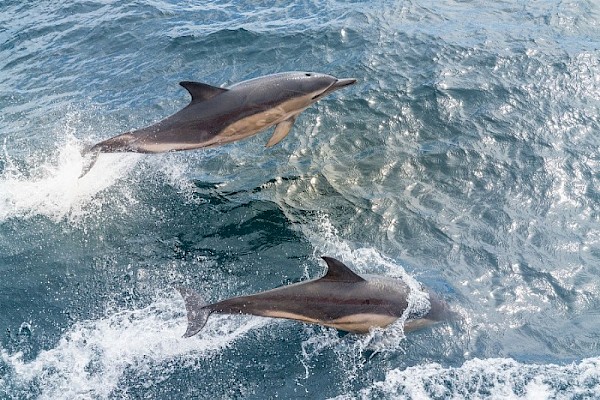common_dolphin.jpg