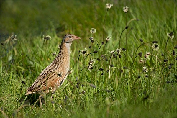 corncrake.jpg