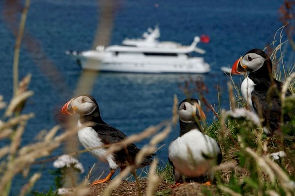 lm_with_puffins_will_-3_750.jpg