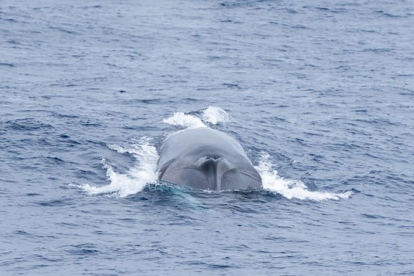 fin_whale_750.jpg