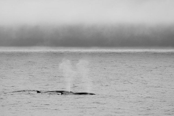fin_whale_group_750.jpg